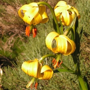 Photographie n°207055 du taxon Lilium pyrenaicum Gouan