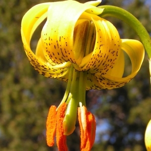 Photographie n°207056 du taxon Lilium pyrenaicum Gouan