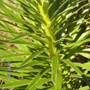 Photographie n°207057 du taxon Lilium pyrenaicum Gouan