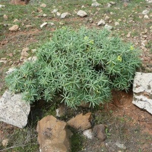  - Euphorbia regis-jubae