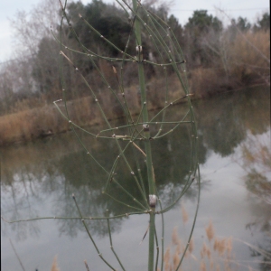 Photographie n°207110 du taxon Equisetum ramosissimum Desf. [1799]