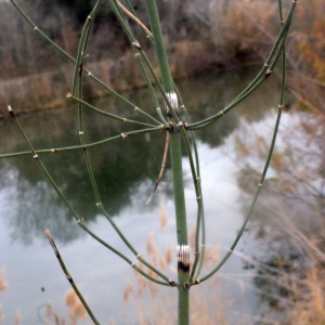 Photographie n°207111 du taxon Equisetum ramosissimum Desf. [1799]