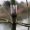  Liliane Roubaudi - Equisetum ramosissimum Desf. [1799]