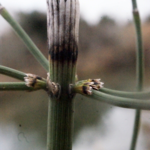  - Equisetum ramosissimum Desf. [1799]