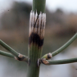  - Equisetum ramosissimum Desf. [1799]