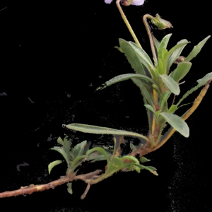  - Viola arborescens L. [1753]