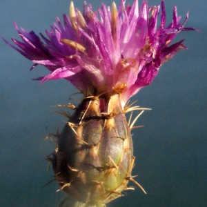 Centaurea aspera L. (Centaurée rude)