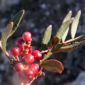 Photographie n°207202 du taxon Pistacia lentiscus L. [1753]