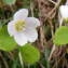  Jean-Claude Calais - Oxalis acetosella L.