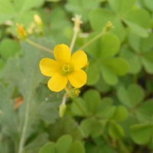  - Oxalis fontana Bunge [1835]