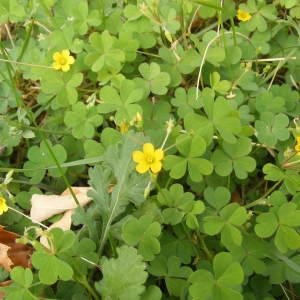 Photographie n°207231 du taxon Oxalis fontana Bunge [1835]