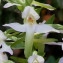  Bernard Andrieu - Platanthera bifolia (L.) Rich.