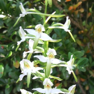 Photographie n°207241 du taxon Platanthera bifolia (L.) Rich.