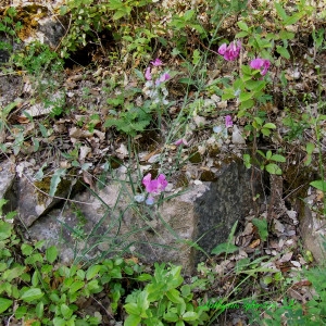 Photographie n°207244 du taxon Lathyrus sylvestris L. [1753]