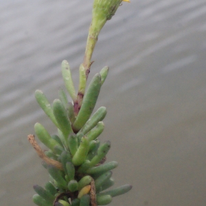 Photographie n°207250 du taxon Inula crithmoides L. [1753]