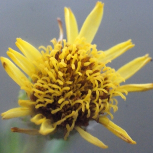 Photographie n°207252 du taxon Inula crithmoides L. [1753]