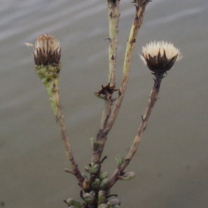 Photographie n°207253 du taxon Inula crithmoides L. [1753]