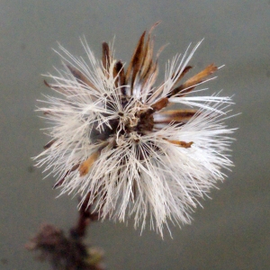 Photographie n°207259 du taxon Inula crithmoides L. [1753]