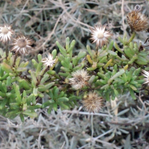 Photographie n°207260 du taxon Inula crithmoides L. [1753]