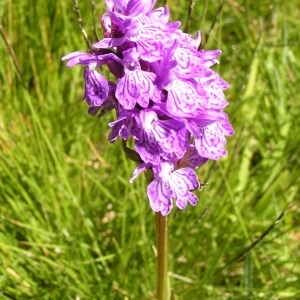 Photographie n°207320 du taxon Dactylorhiza majalis subsp. majalis