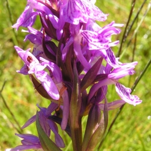 Photographie n°207322 du taxon Dactylorhiza majalis subsp. majalis