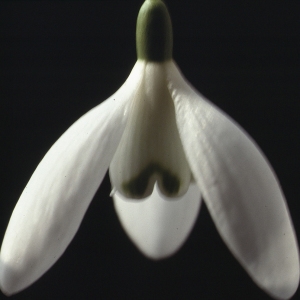 Photographie n°207340 du taxon Galanthus nivalis L. [1753]