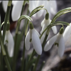 Photographie n°207341 du taxon Galanthus nivalis L. [1753]
