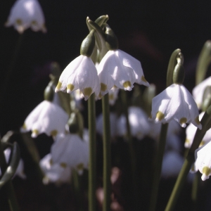 Photographie n°207345 du taxon Leucojum vernum L. [1753]