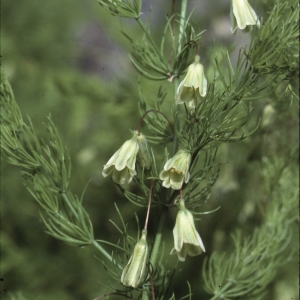 Asparagus tenuifolius Lam. (Asperge à feuilles étroites)