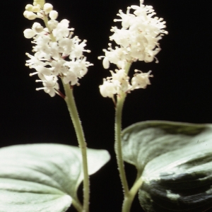  - Maianthemum bifolium (L.) F.W.Schmidt