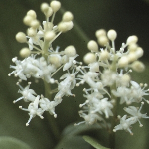  - Maianthemum bifolium (L.) F.W.Schmidt