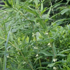  - Polygonatum verticillatum (L.) All. [1785]