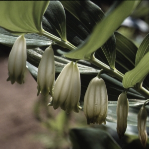 Photographie n°207366 du taxon Polygonatum odoratum (Mill.) Druce [1906]