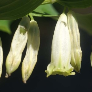 Photographie n°207368 du taxon Polygonatum odoratum (Mill.) Druce [1906]