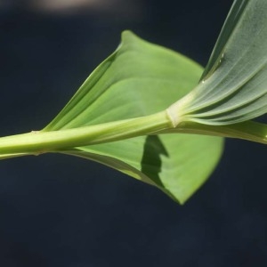 Photographie n°207371 du taxon Polygonatum odoratum (Mill.) Druce [1906]