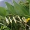  Liliane Roubaudi - Polygonatum odoratum (Mill.) Druce [1906]