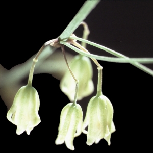 Uvularia amplexifolia L. (Sceau-de-Salomon noueux)