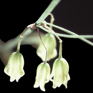 Tortipes amplexifolius (L.) Small (Sceau-de-Salomon noueux)