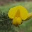  Jean-Claude Echardour - Ulex europaeus L. [1753]