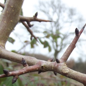  - Pyrus communis L. [1753]