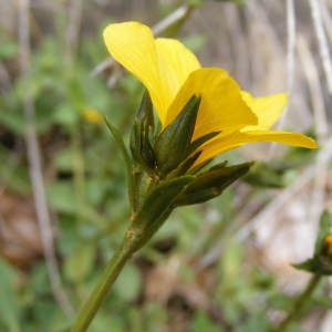 Photographie n°207391 du taxon Linum campanulatum L.