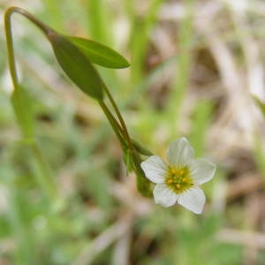 Photographie n°207394 du taxon Linum catharticum L.