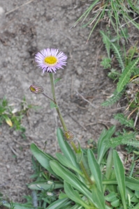 Françoise Carle, le 16 juillet 2013 (Vars (Col de Vars))