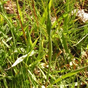  - Alopecurus gerardi subsp. gerardi