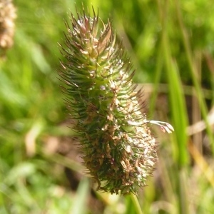 Photographie n°207444 du taxon Alopecurus gerardi subsp. gerardi