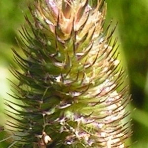  - Alopecurus gerardi subsp. gerardi