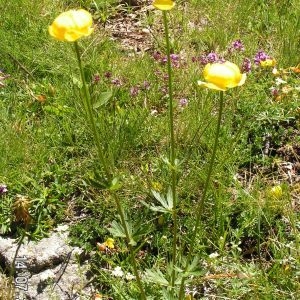 Photographie n°207454 du taxon Trollius europaeus subsp. europaeus