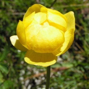  - Trollius europaeus subsp. europaeus