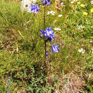 Photographie n°207460 du taxon Aquilegia vulgaris L. [1753]