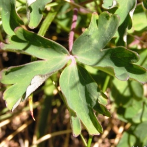 Photographie n°207461 du taxon Aquilegia vulgaris L. [1753]